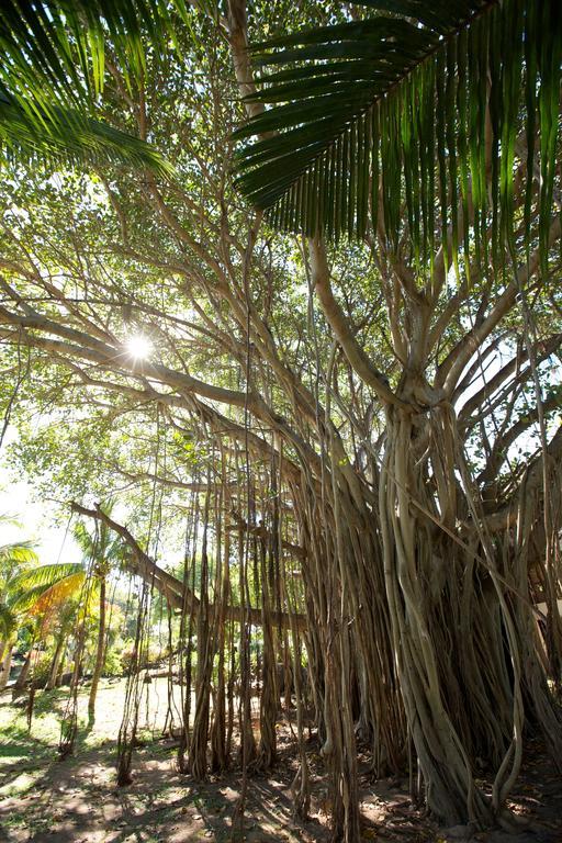 Lux* Grand Gaube Resort & Villas Ngoại thất bức ảnh Banyan tree